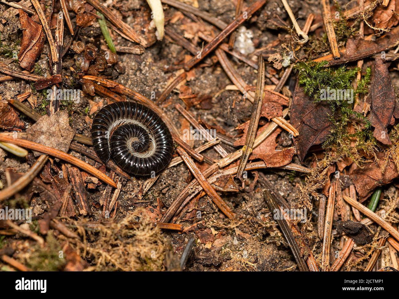 A resting Milliped found under a piece of old discarded wood in a Norfolk garden UK. Stock Photo