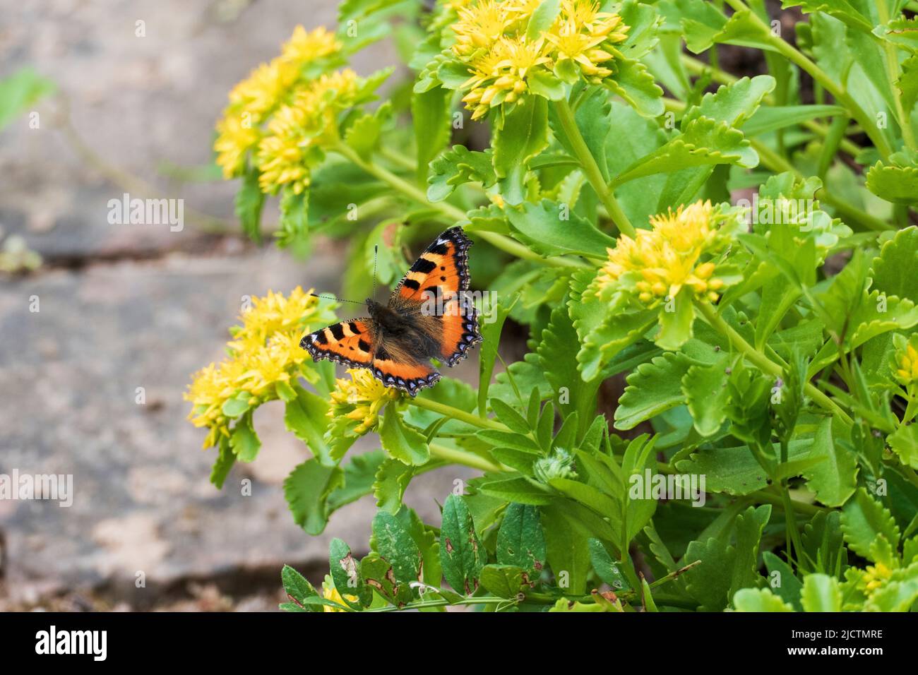 Schmetterling Kleiner Fuchs, Aglais urticae auf einer immergrüner Fettblatt Blüte Stock Photo