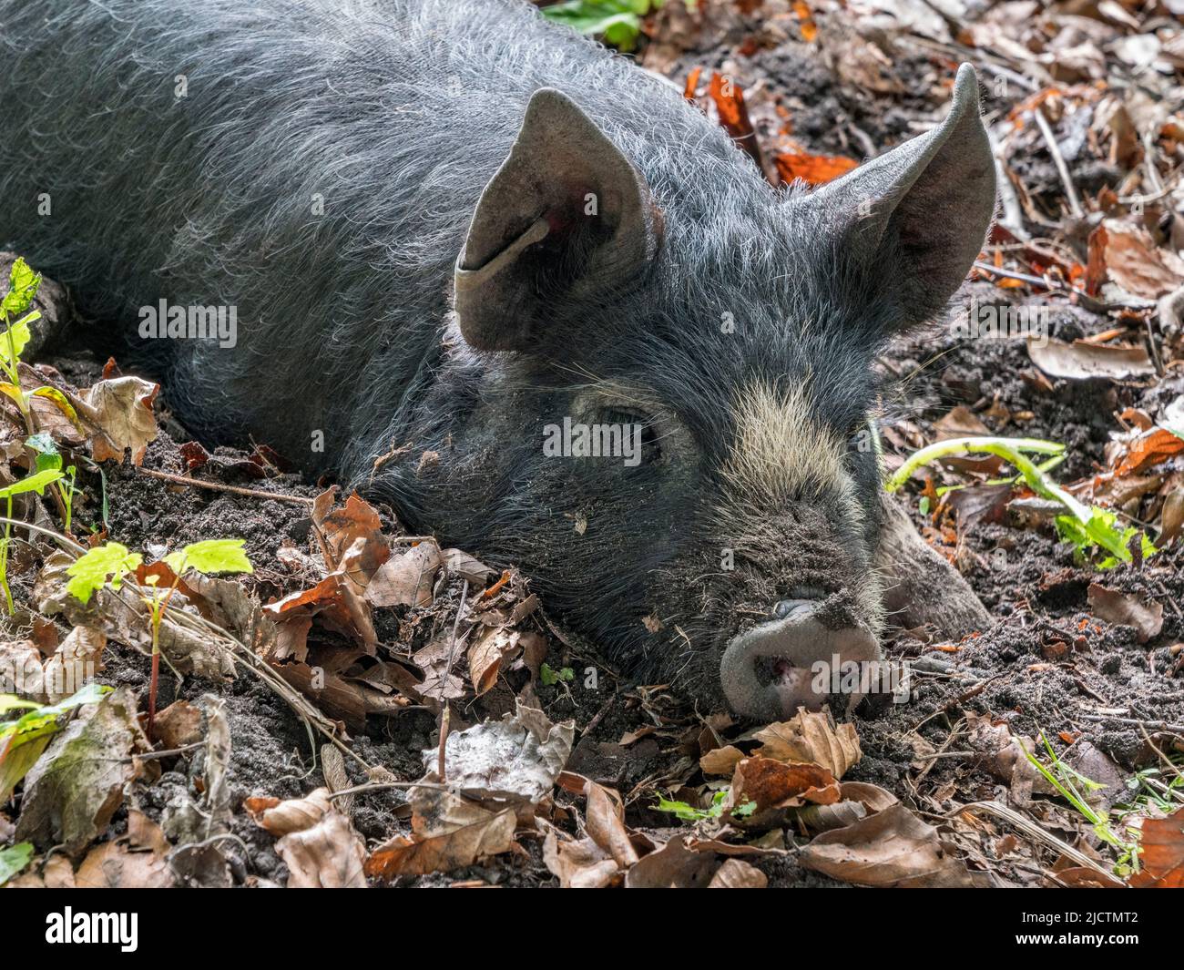Close up of a gray/black piglet (possibly a Berkshire) in Dorset, UK. Stock Photo
