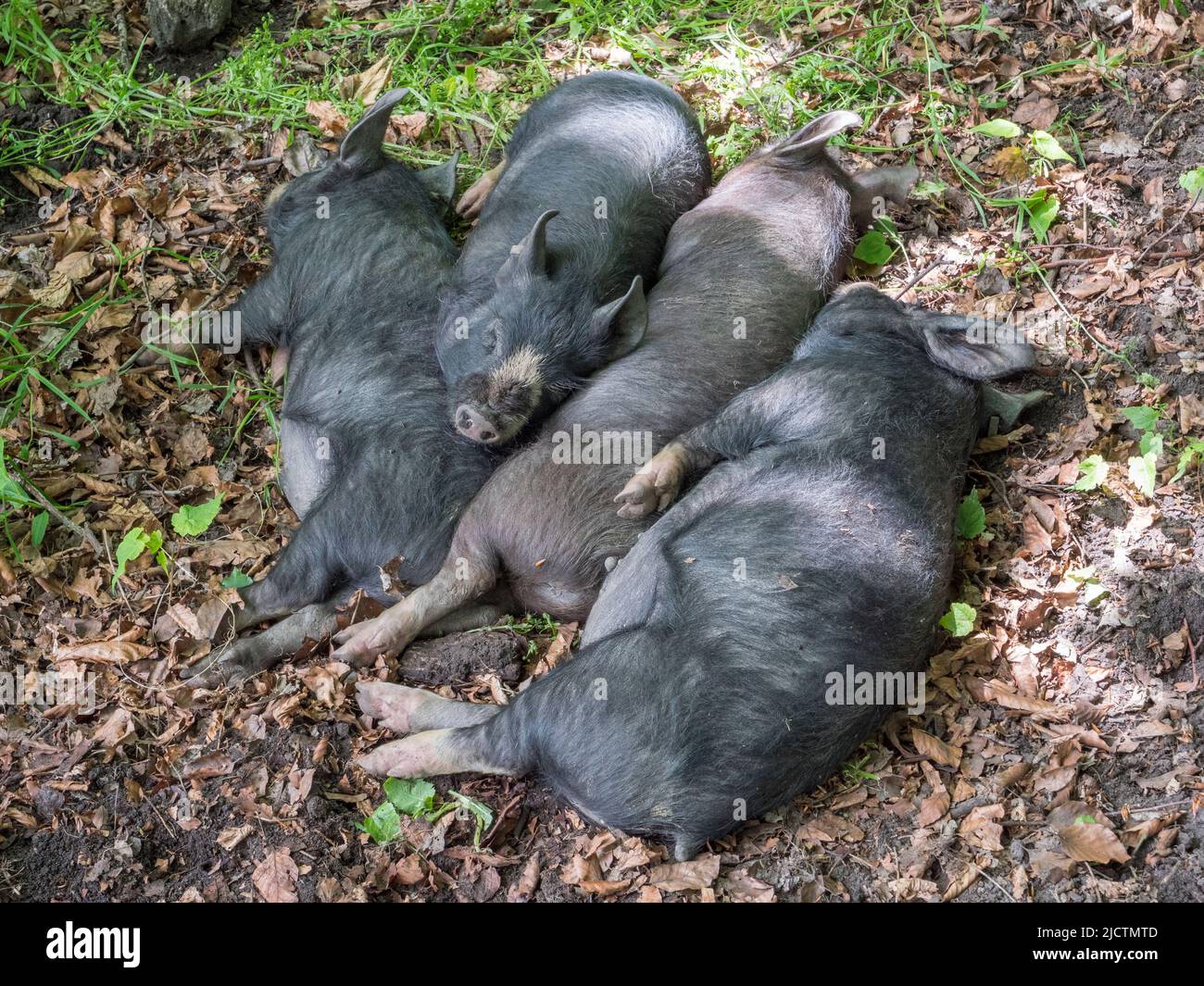 A group (drift/drove) of gray/black piglets (possibly Berkshire pigs) in Dorset, UK. Stock Photo