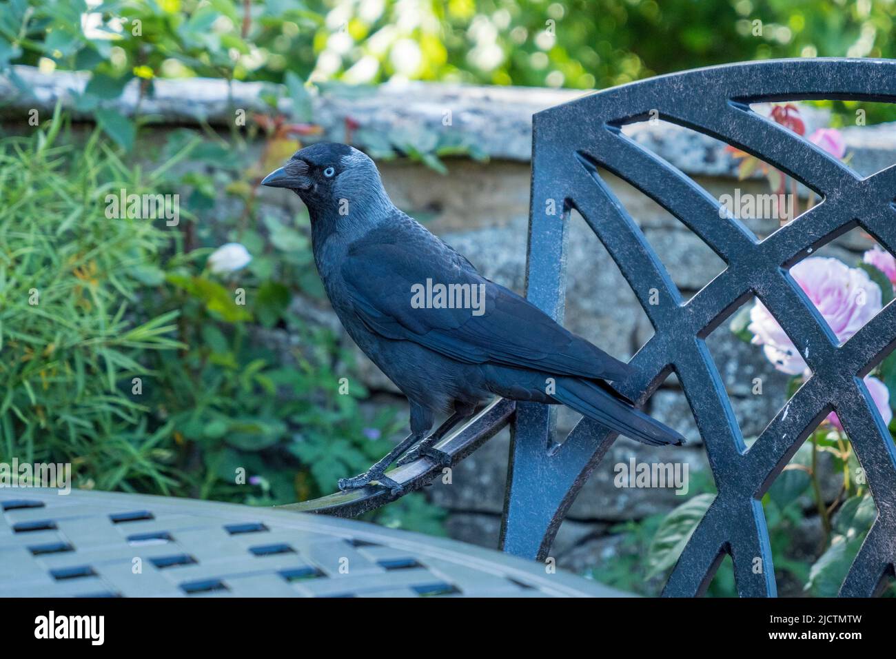 Blue eyed jackdaw (may be less than a year old) sitting on a restaurant chair looking for scraps in Corfe Castle, Dorset, UK. Stock Photo