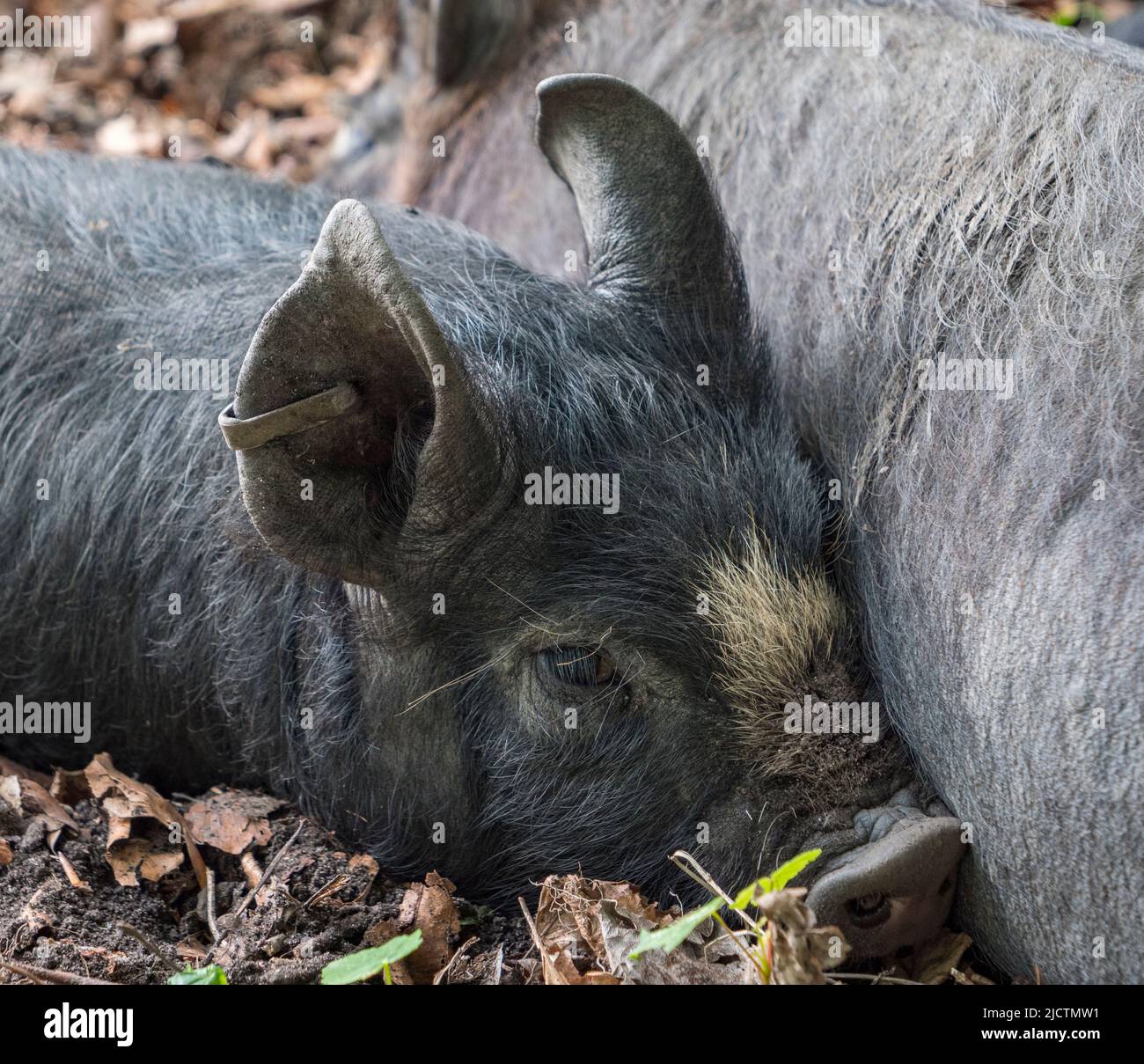 Close up of a gray/black piglet (possibly a Berkshire) in Dorset, UK. Stock Photo
