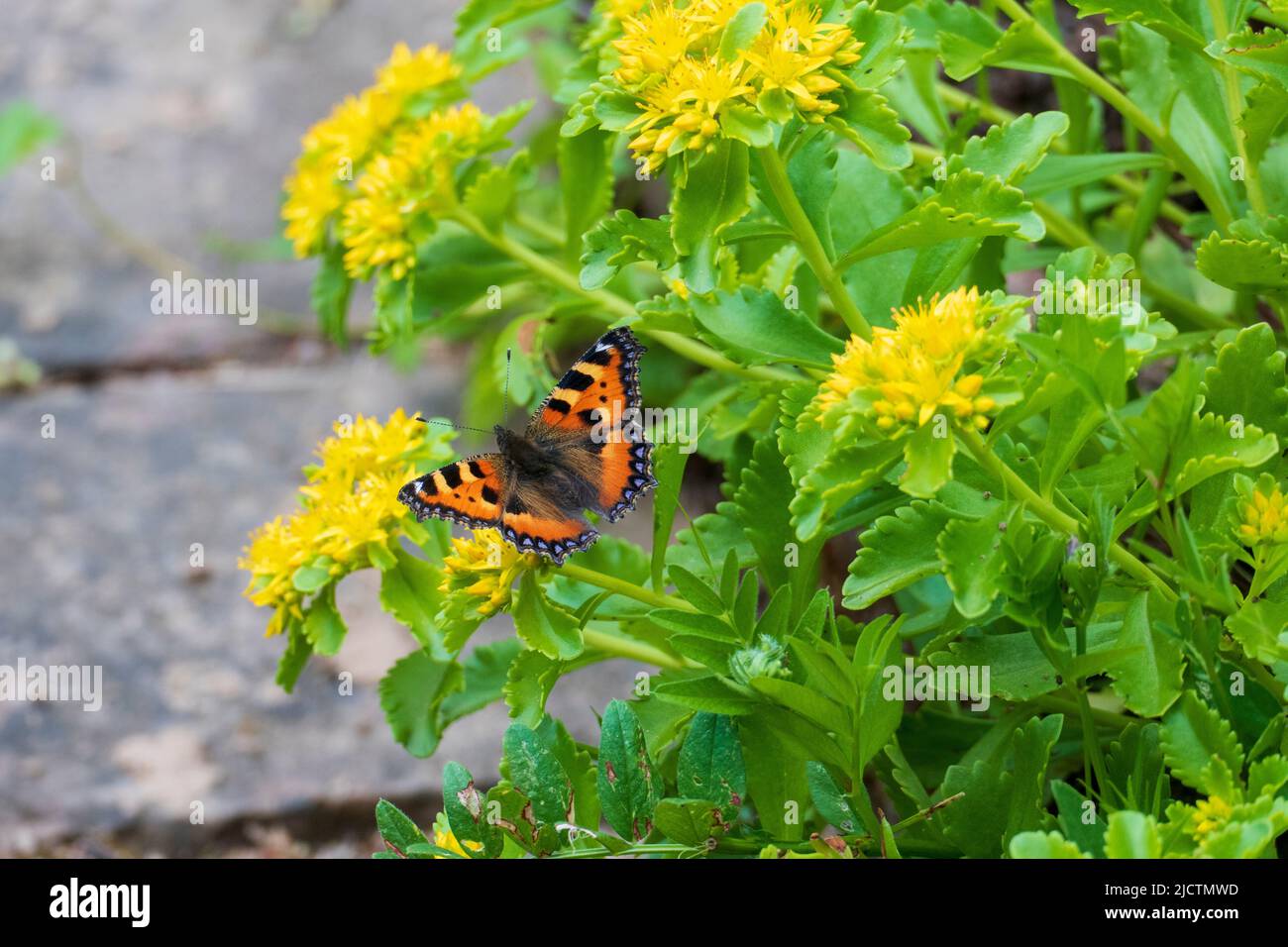 Schmetterling Kleiner Fuchs, Aglais urticae auf einer immergrüner Fettblatt Blüte Stock Photo
