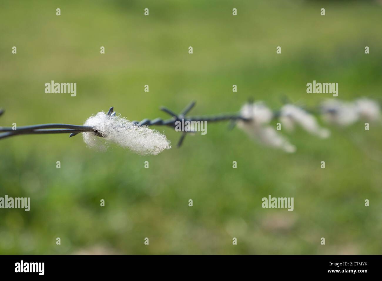 Close up of sheeps wool clinging to the barbs on a length of barbed wire on a fence in Dorset, UK. Stock Photo