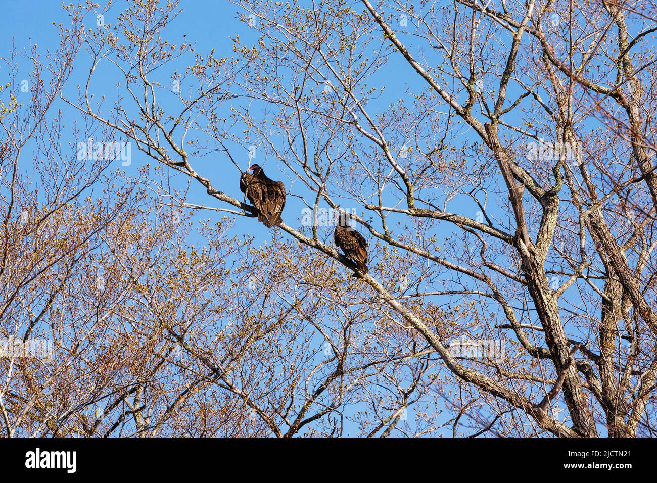 Turkey Vultures Cathartes aura in tree in Crawford Notch in Hart's