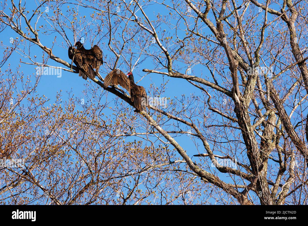 Turkey Vultures Cathartes aura in tree in Crawford Notch in Hart's