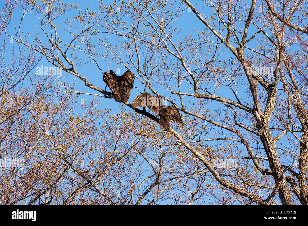 Turkey Vultures Cathartes aura in tree in Crawford Notch in Hart's