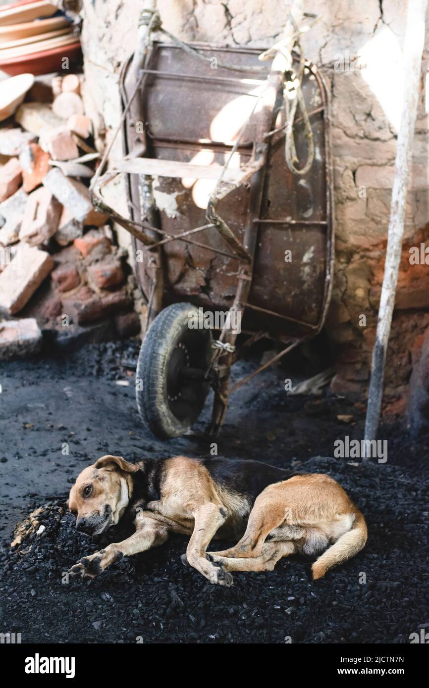 Sleeping dog lying on the floor of a ceramic construction pottery. Maragogipinho, city of Aratuipe in Bahia, Brazil. Stock Photo