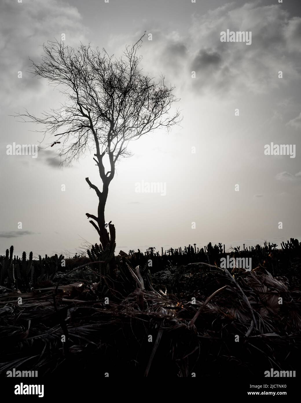 Tree silhouette black and white Stock Photo - Alamy