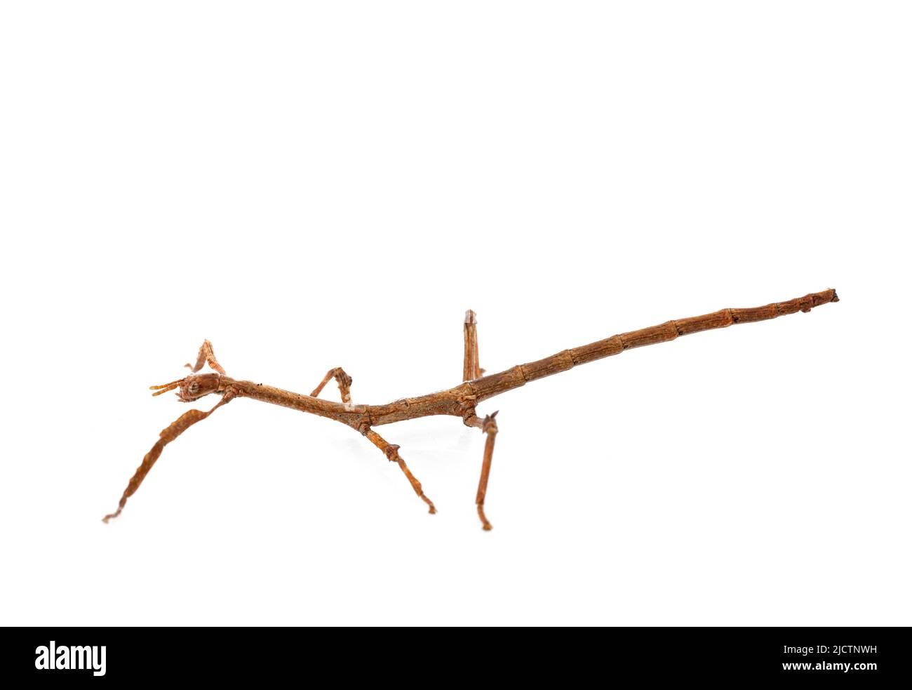 stick insect Achrioptera manga in front of white background Stock Photo