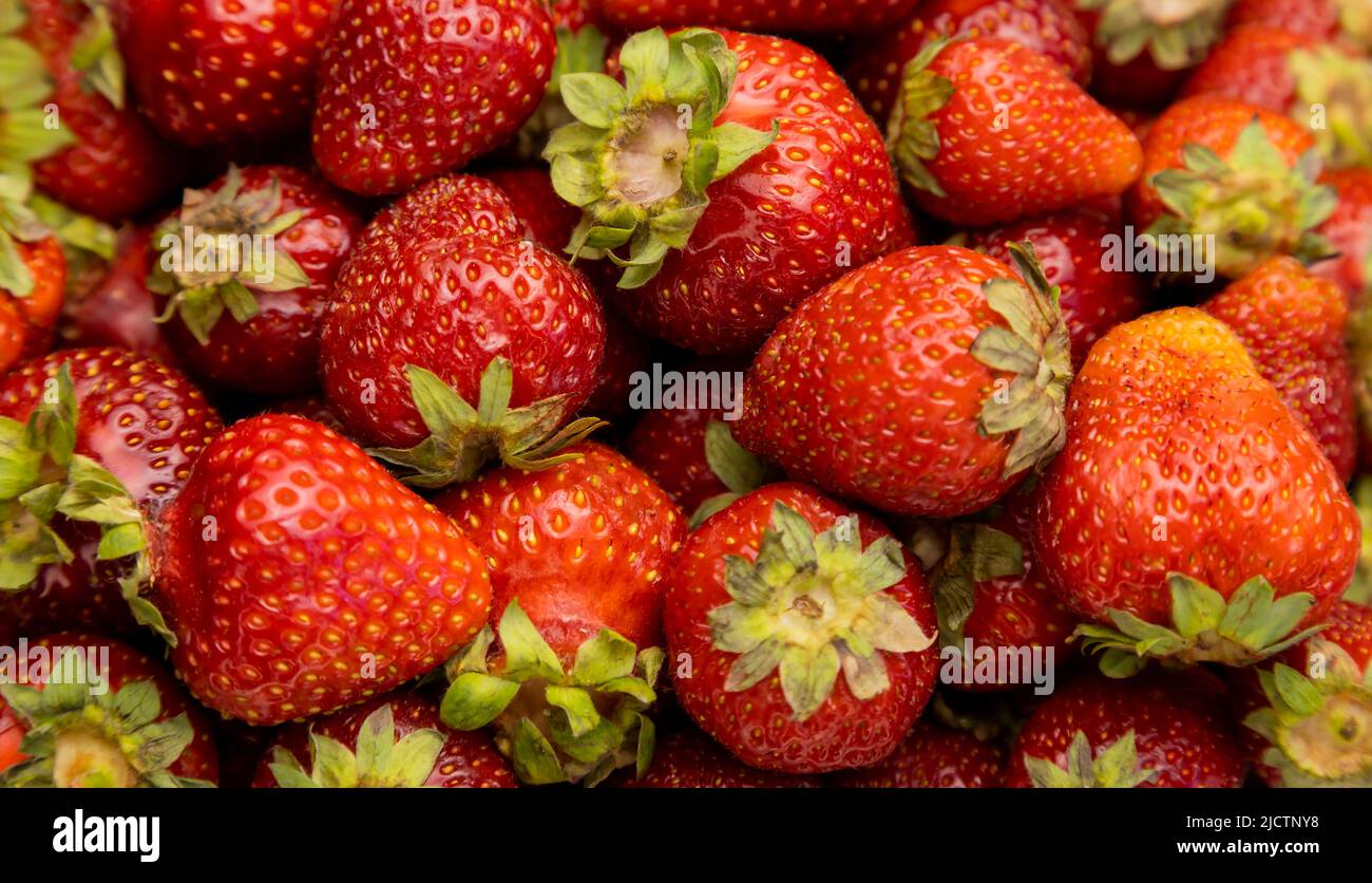 Strawberries. Background of freshly picked strawberries, lots of strawberries. Stock Photo