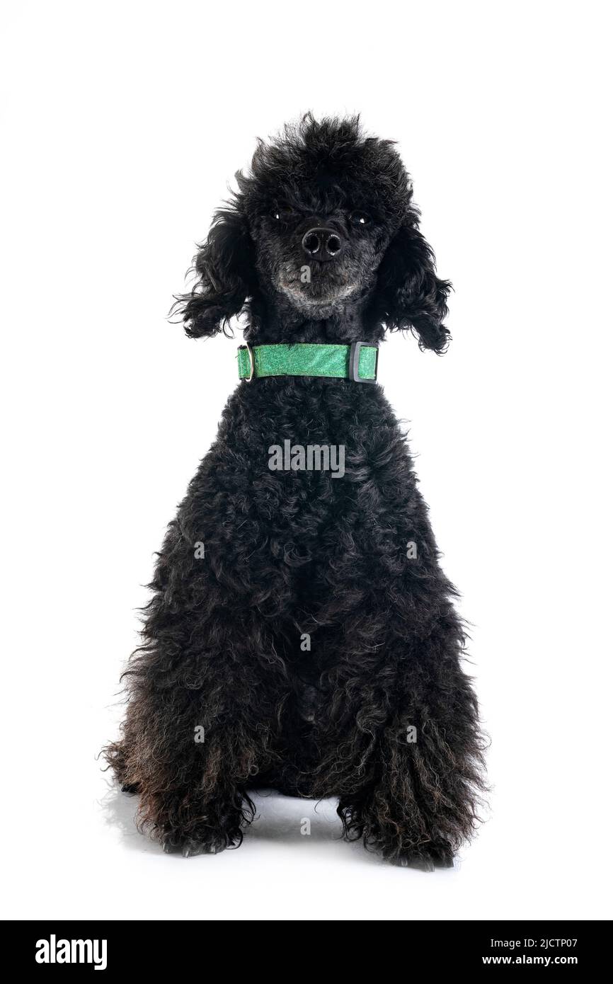 black poodle in front of white background Stock Photo - Alamy