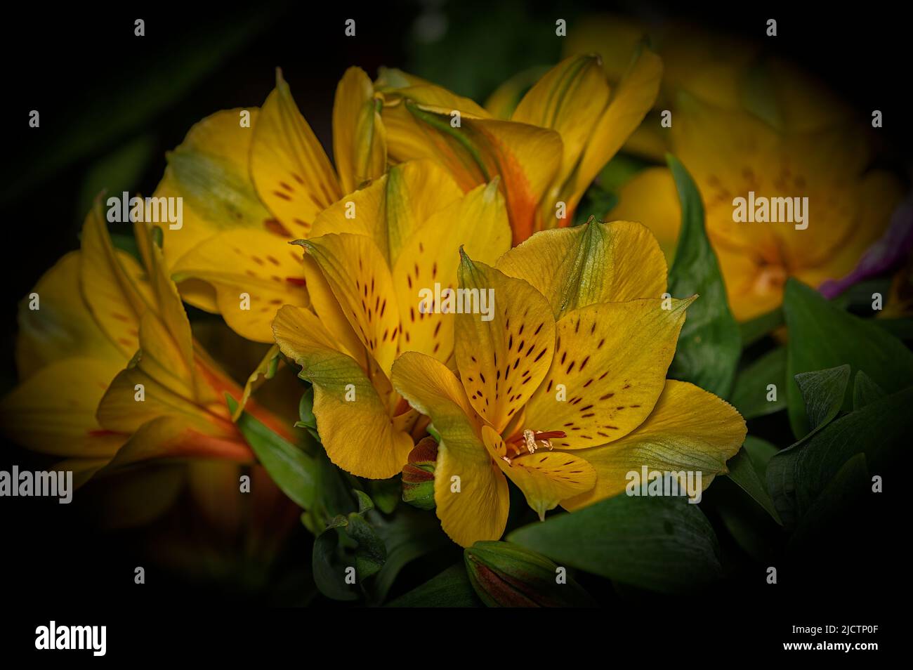 Alstroemeria an indoor or out door flower with bright coloured flower heads. Growing in a North Norfolk garden, UK Stock Photo