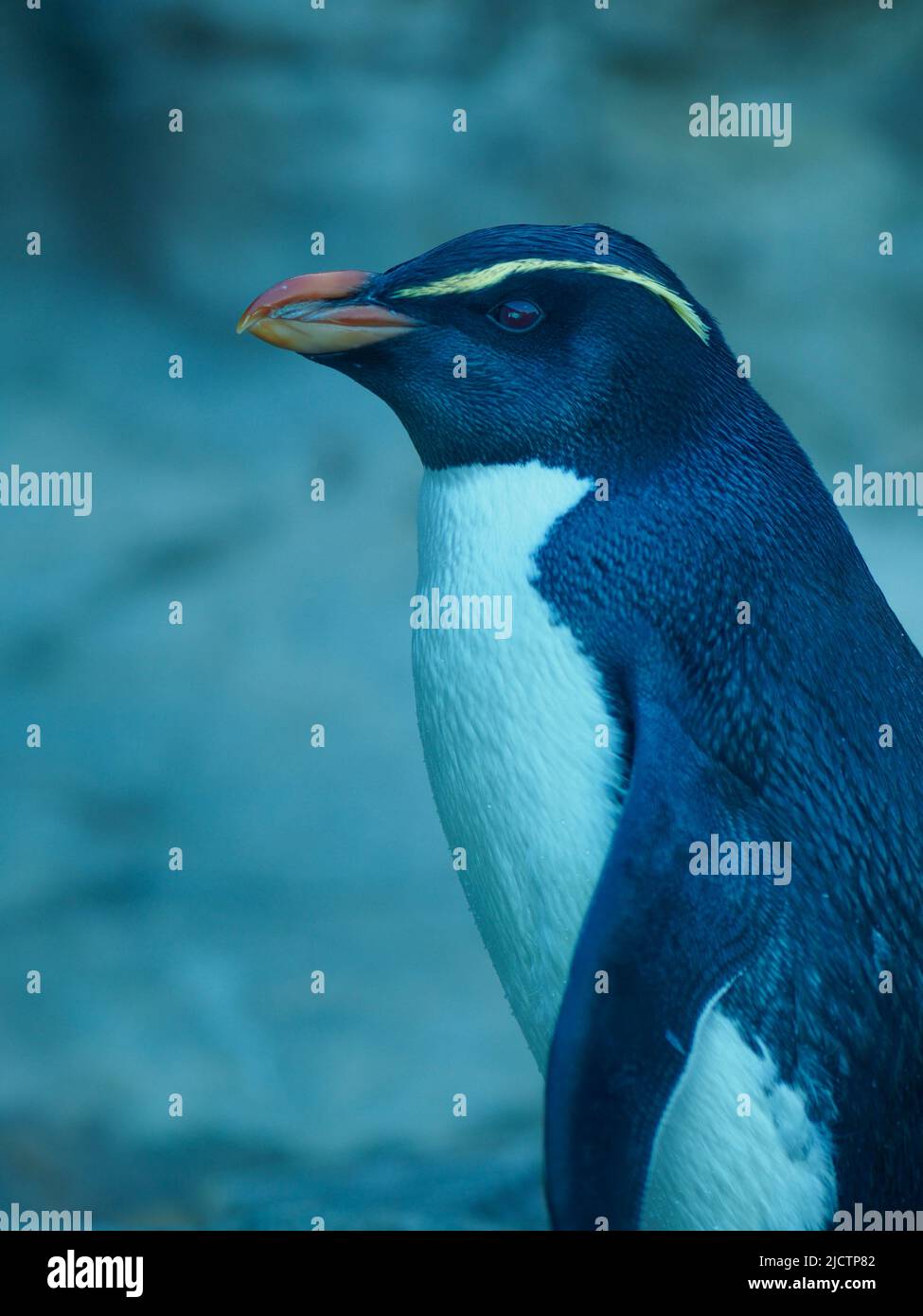 Wonderful charismatic Fiordland Penguin in natural beauty. Stock Photo