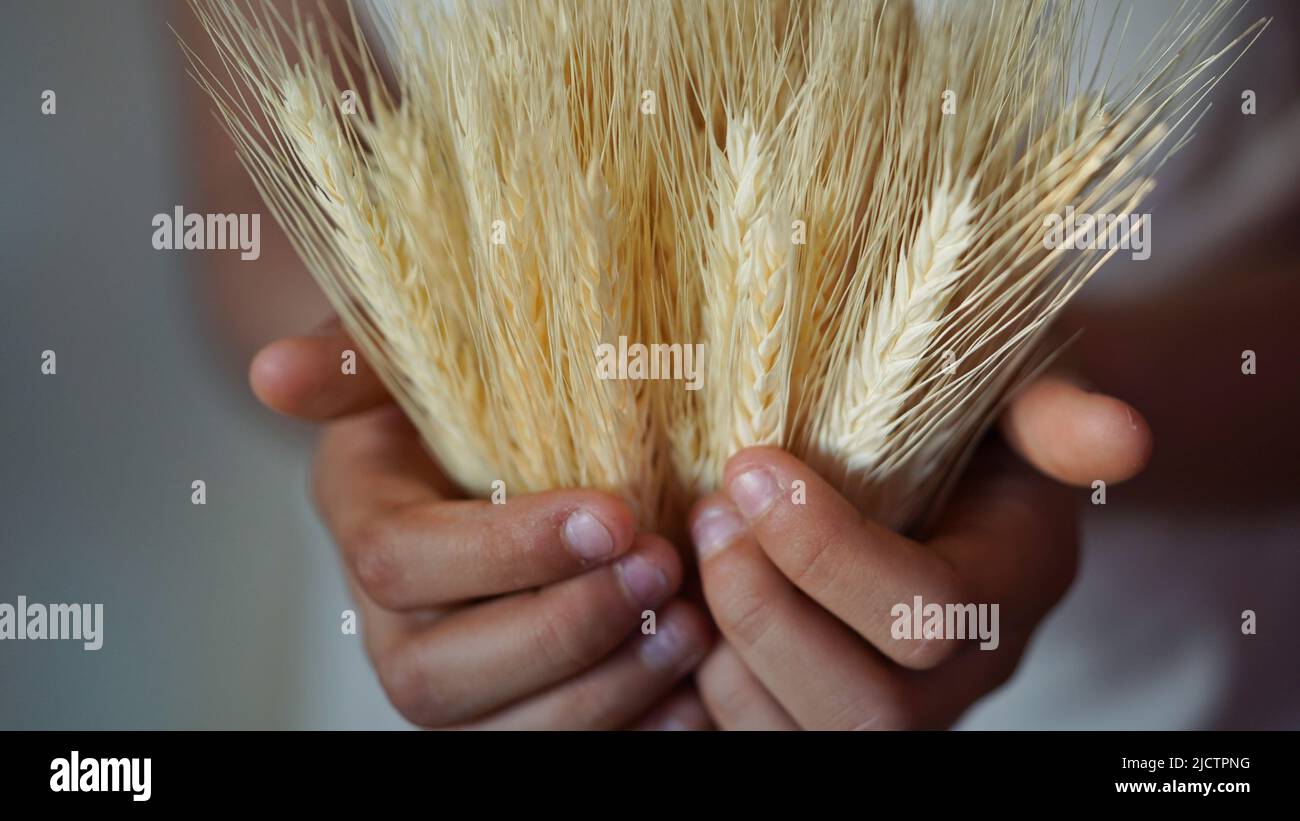 Close-up of children hands holding bunch of ripe golden ears of wheat ...