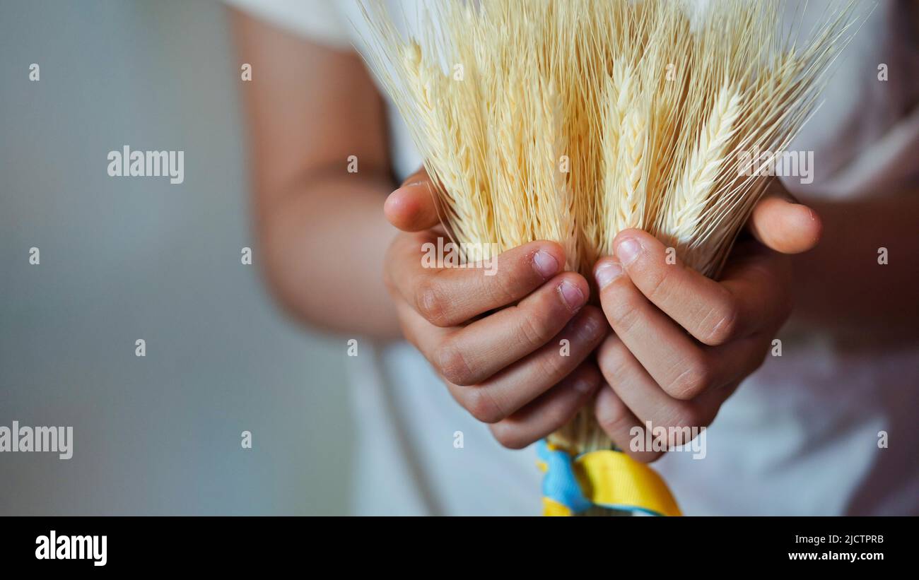Close-up of children hands holding bunch of ripe golden ears of wheat ...