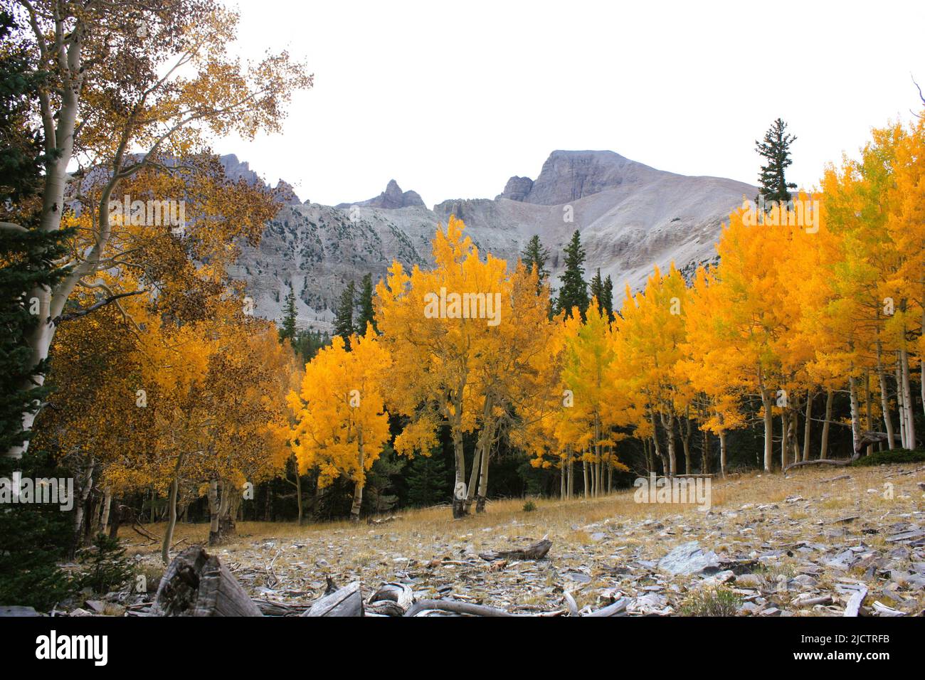 Autumn colours at Great Basin National Park Stock Photo