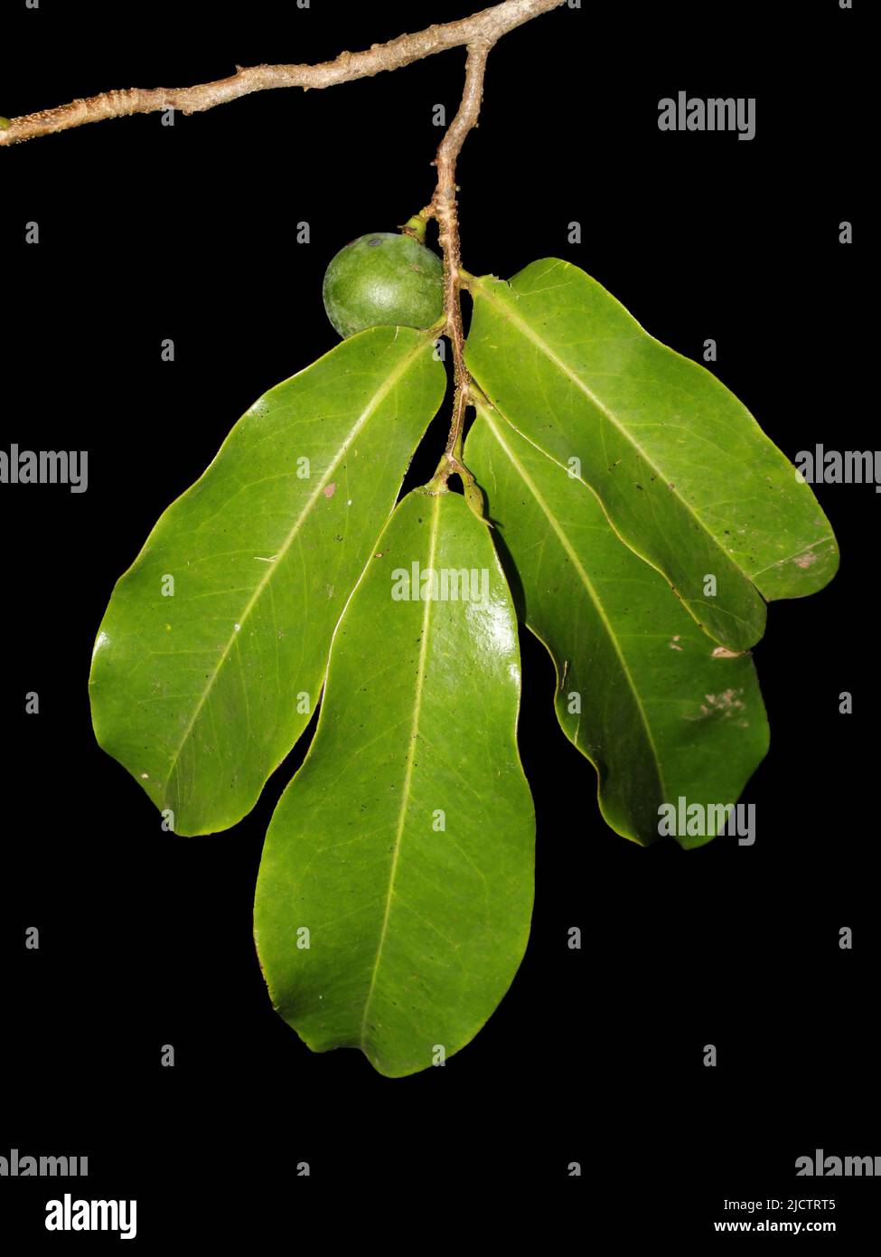 Leaves and fruit of the critically endangered species of tree Pleodendron costaricense Stock Photo