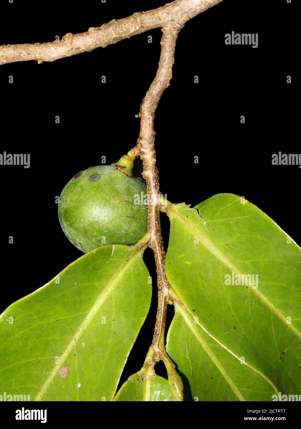 Leaves and fruit of the critically endangered species of tree Pleodendron costaricense Stock Photo