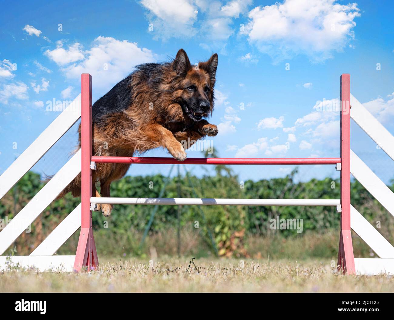 training of agility for competition in an obedience club Stock Photo Alamy
