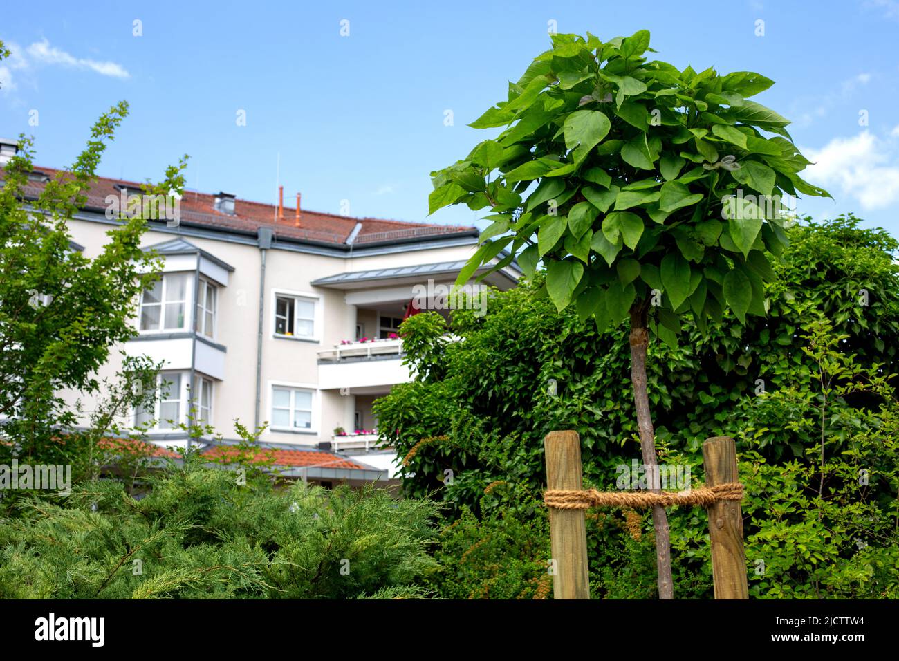close-up of young tree fixed with rope in the garden Stock Photo - Alamy
