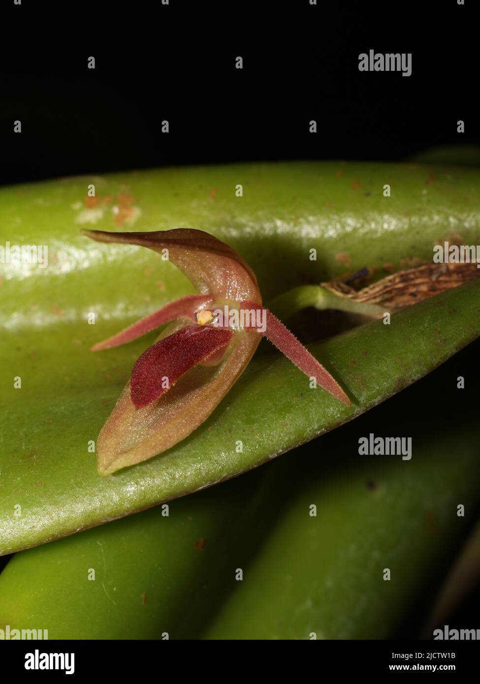 Flower of the neotropical orchid Pleurothallis grandilingua endemic to Costa Rica Stock Photo
