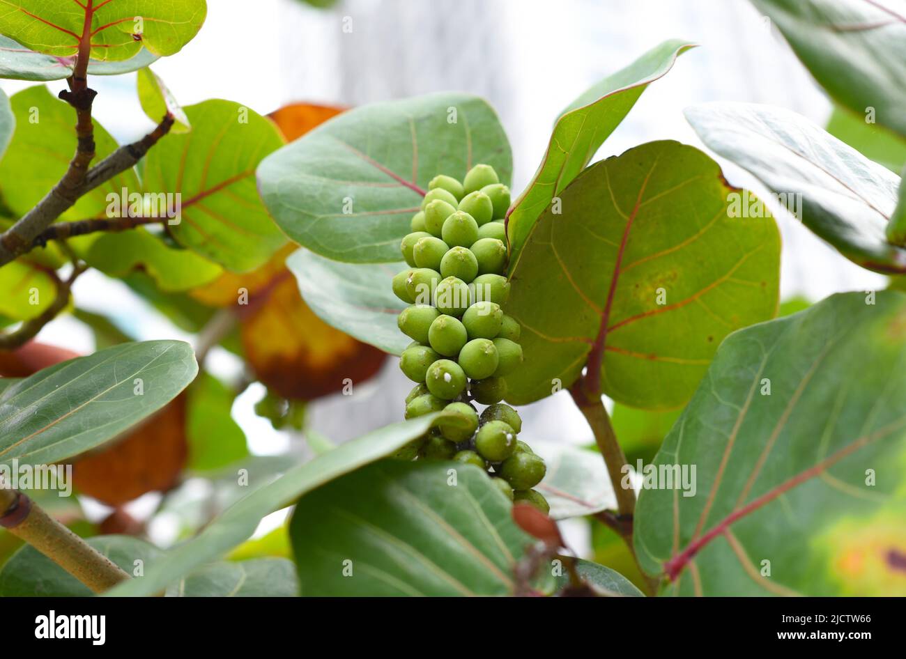 Sea grape growing in Vietnam closeup Stock Photo Alamy