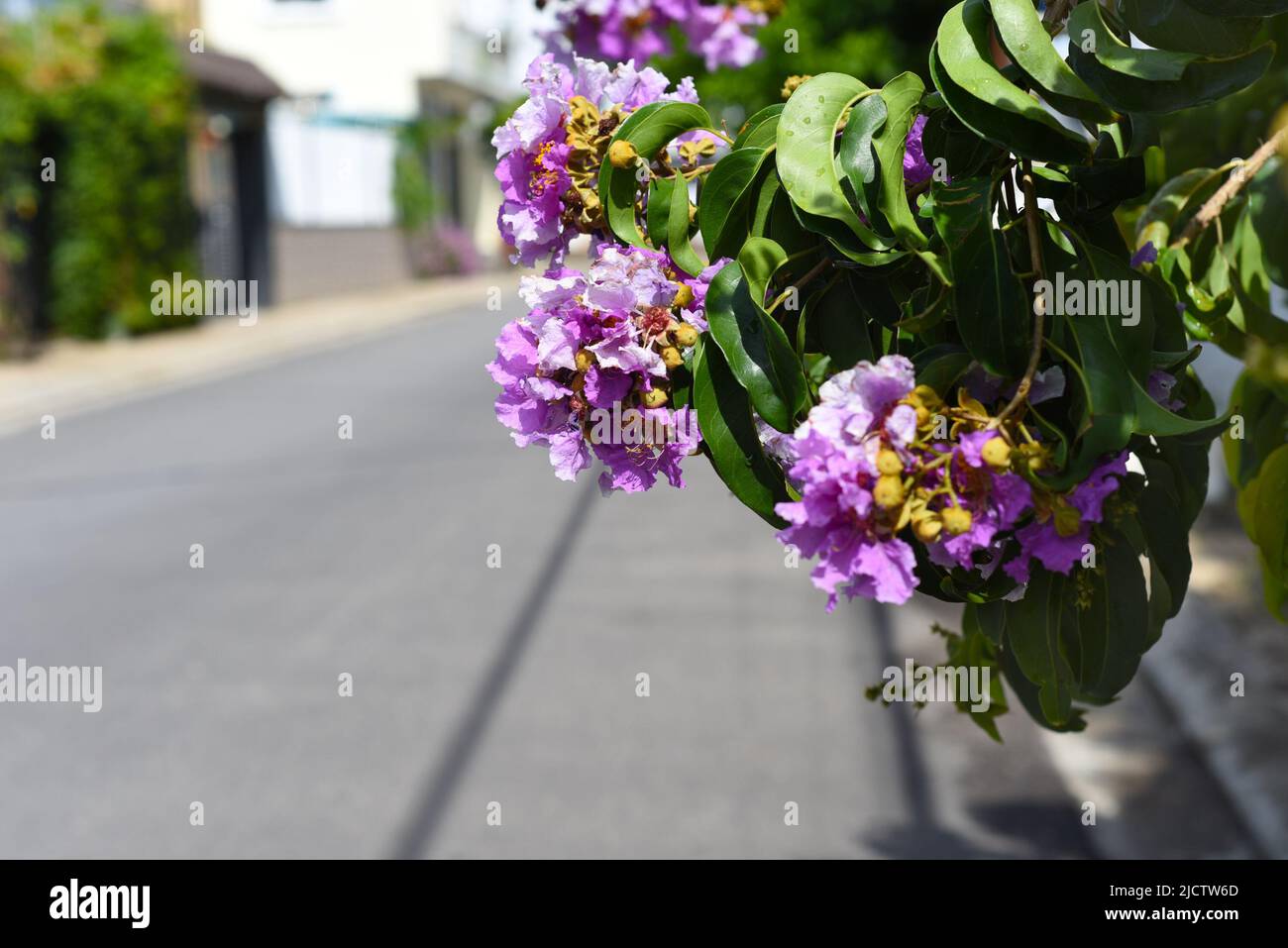 Lagerstroemia Indica flowers growing in Vietnam Stock Photo Alamy