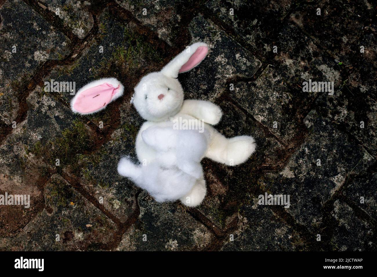 adorable stuffed white bunny lying destroyed on the floor Stock Photo
