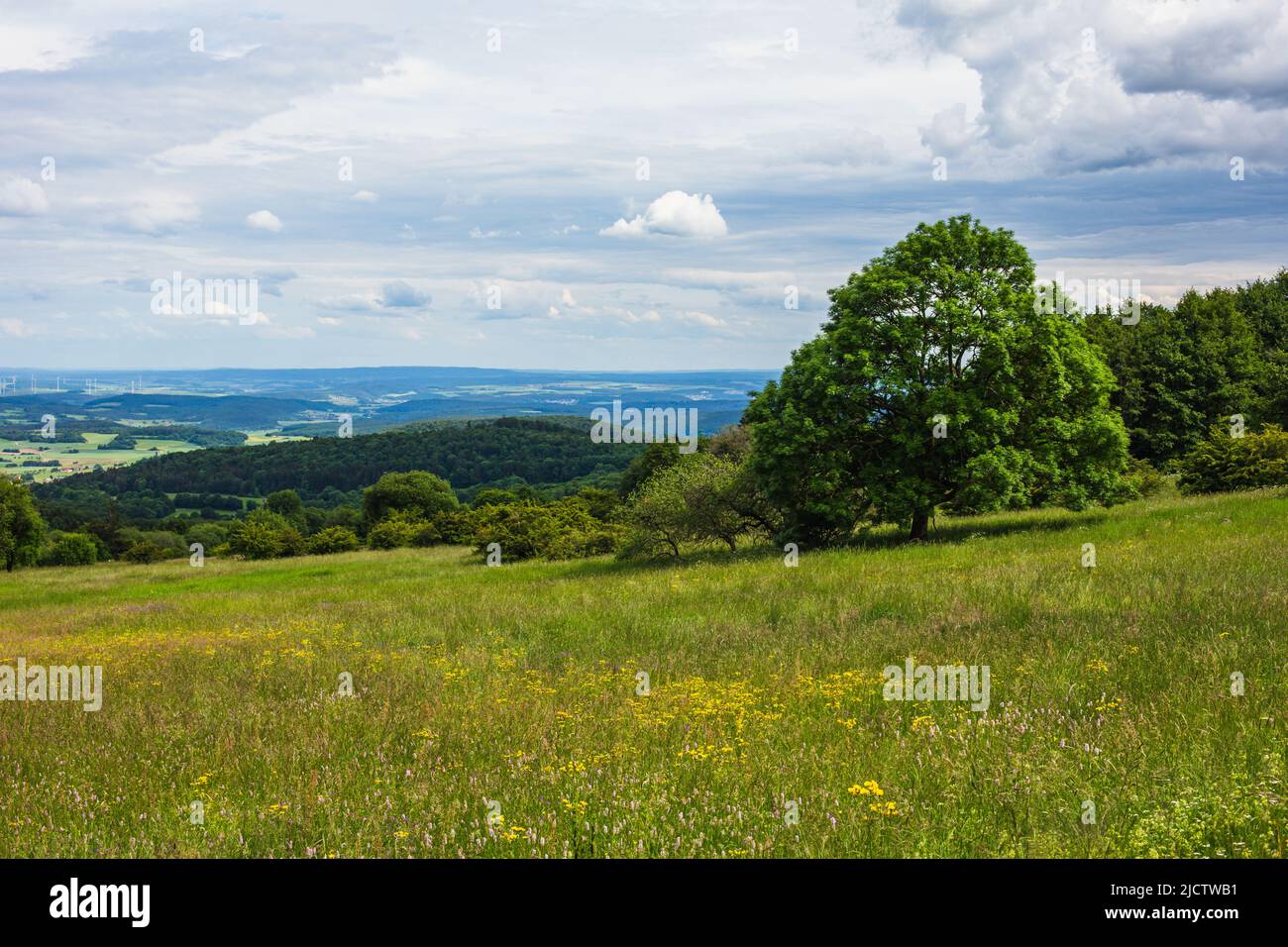 View fir trees wildflowers hi-res stock photography and images - Alamy