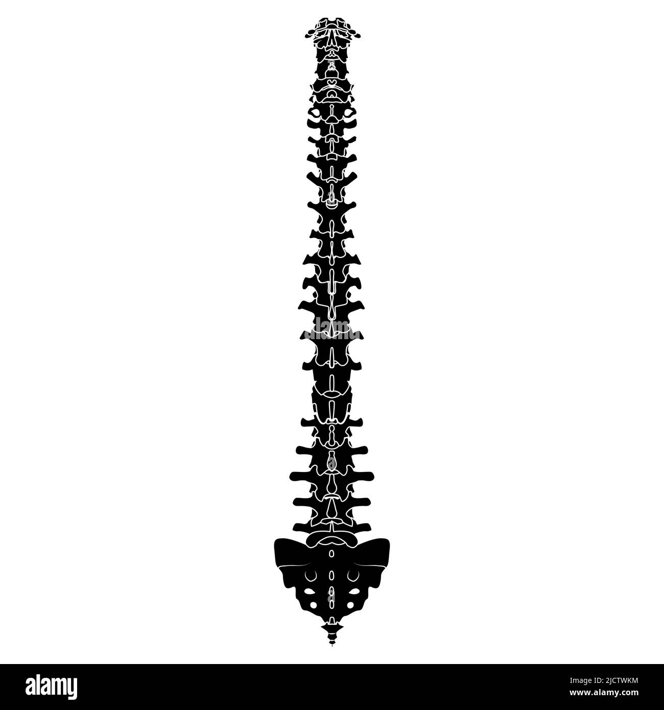 Skeleton Human Vertebral column silhouette spine body bones - sacrum, vertebrae, coccyx back Posterior dorsal view flat black color concept Vector illustration of anatomy isolated on white background Stock Vector