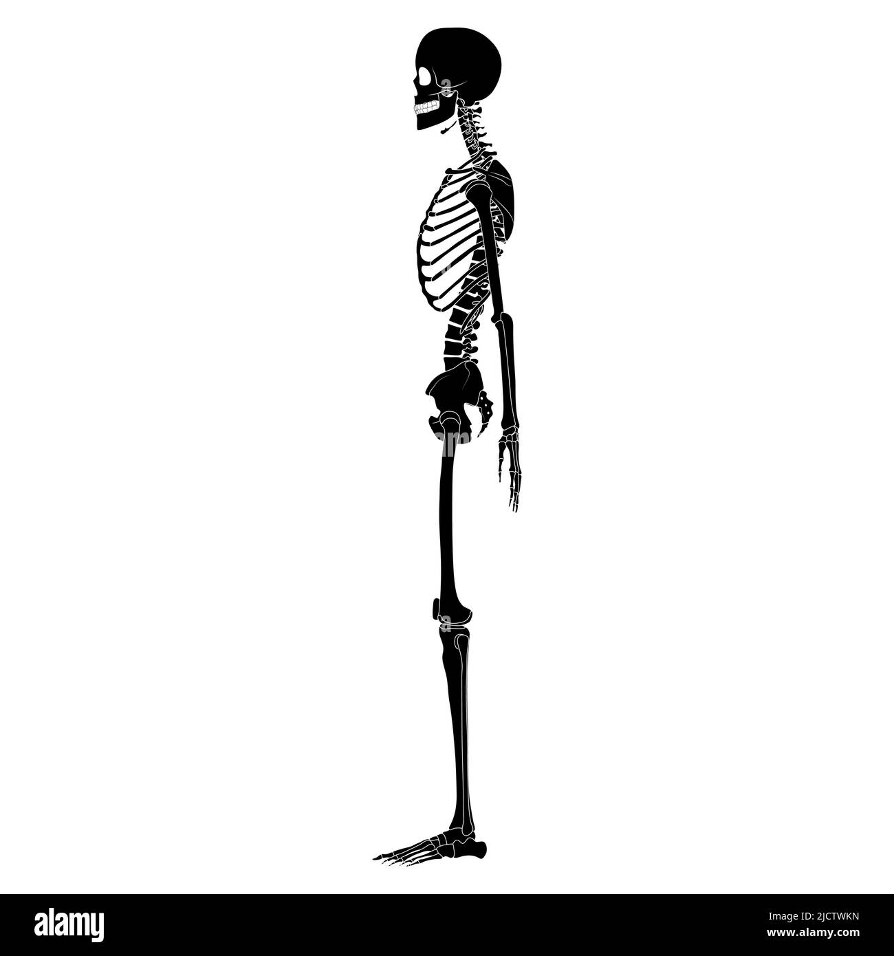 Skeleton silhouette Human body hands, legs, chests, heads, vertebra, pelvis, Thighs side lateral view flat black color concept Vector illustration of anatomy isolated on white background Stock Vector