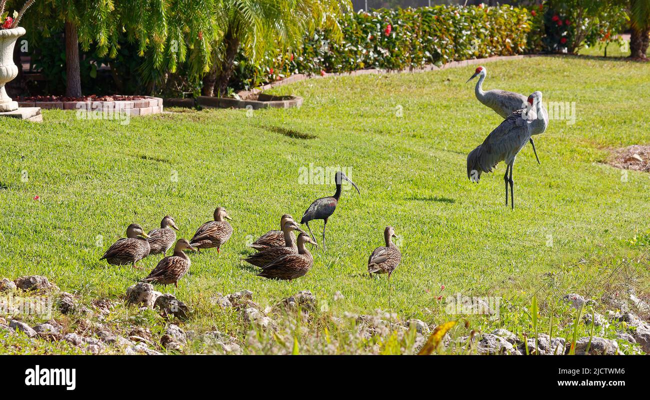 backyard birds; 8 Mottled Ducks, Glossy ibis, Sandhill crane pair, green grass, shrubs, palms, wildlife, animals, Florida; Venice; FL Stock Photo