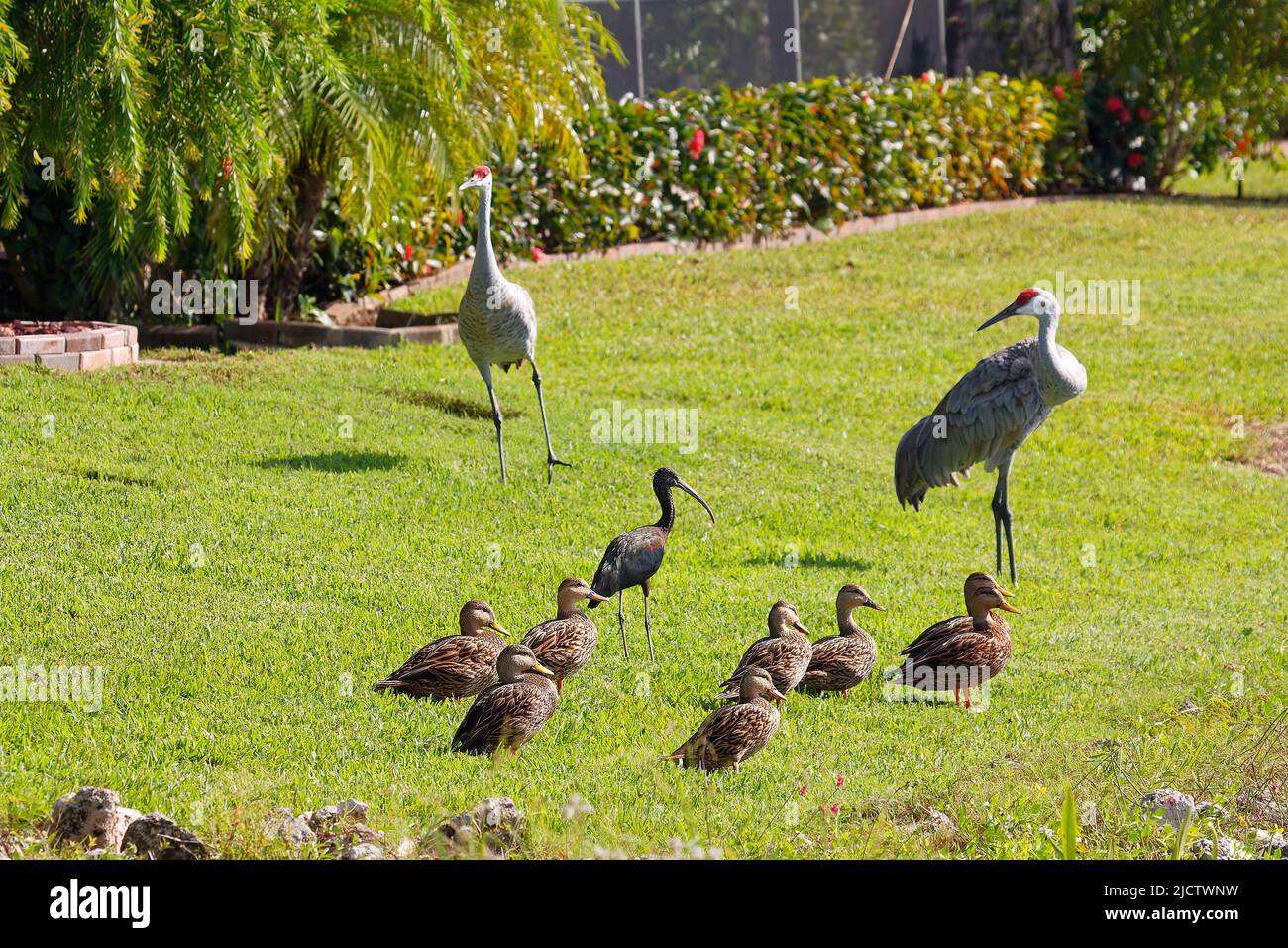 backyard birds; 8 Mottled Ducks, Glossy ibis, Sandhill crane pair, green grass, shrubs, palms, wildlife, animals, Florida; Venice; FL Stock Photo