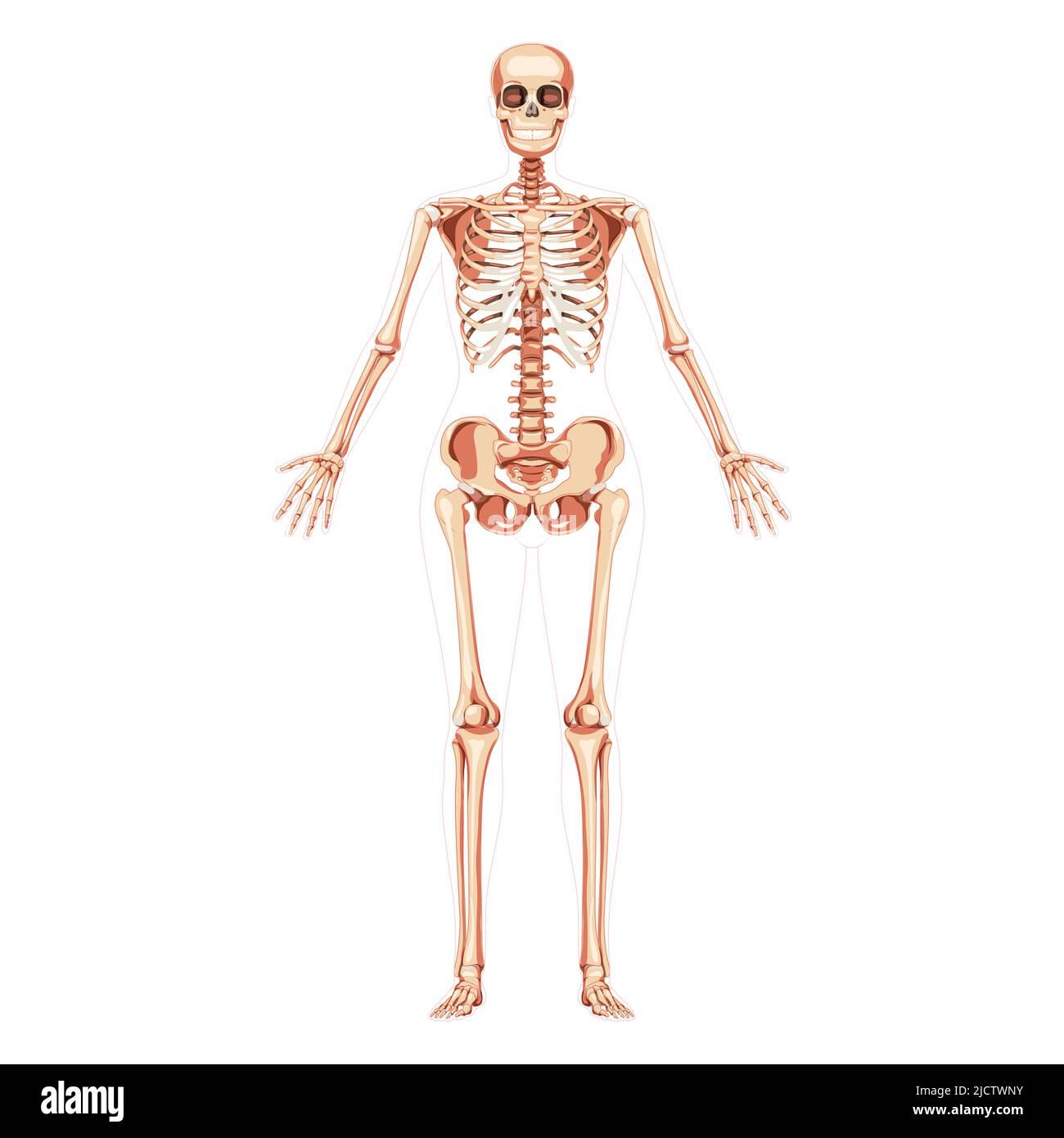 Women Skeleton Human body bones of female concept with open hands. Lady front Anterior ventral view. 3D realistic anatomically correct flat girl Vector illustration of anatomy isolated on white Stock Vector