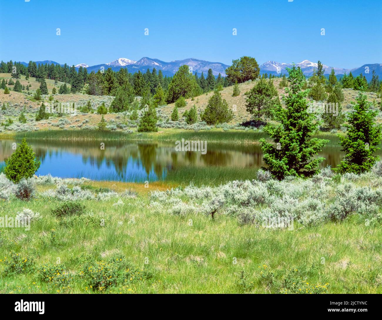 wetland in the blackfoot river valley near ovando, montana Stock Photo