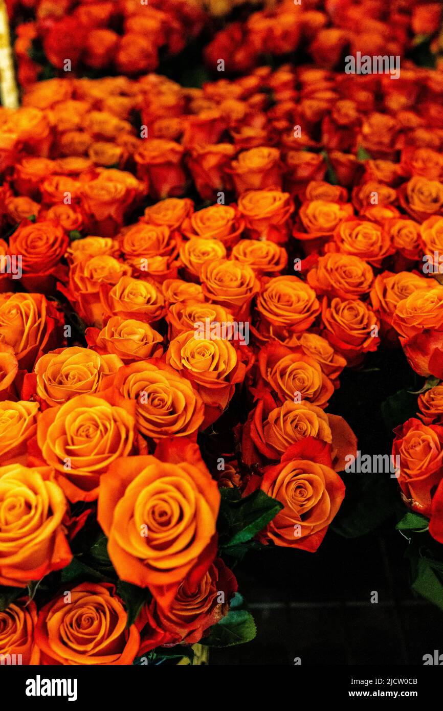 Bundles of Roses Stock Photo Alamy