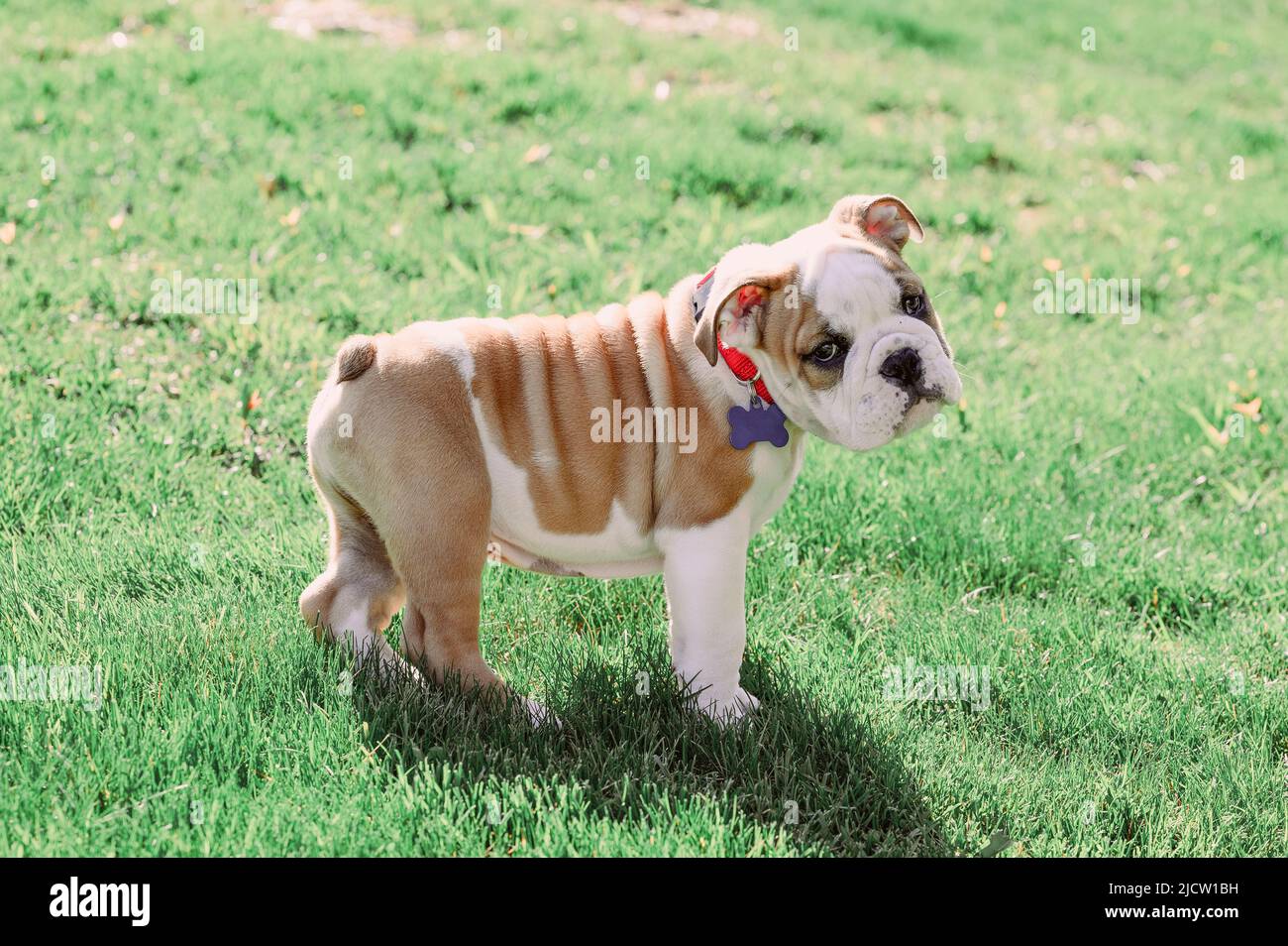Bulldog Puppy Standing in Grass Stock Photo - Alamy