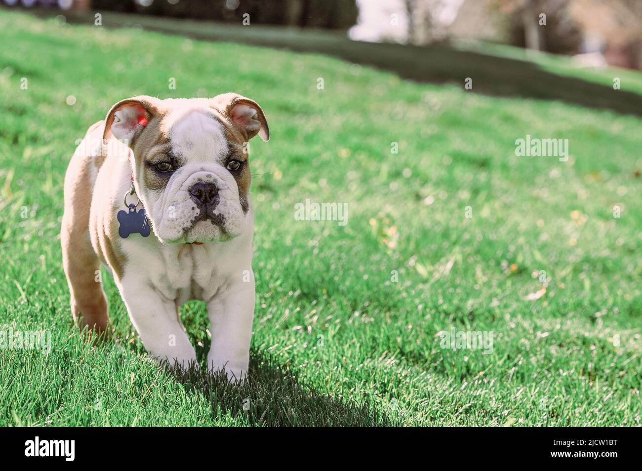 Bulldog Puppy Standing in Grass Stock Photo - Alamy