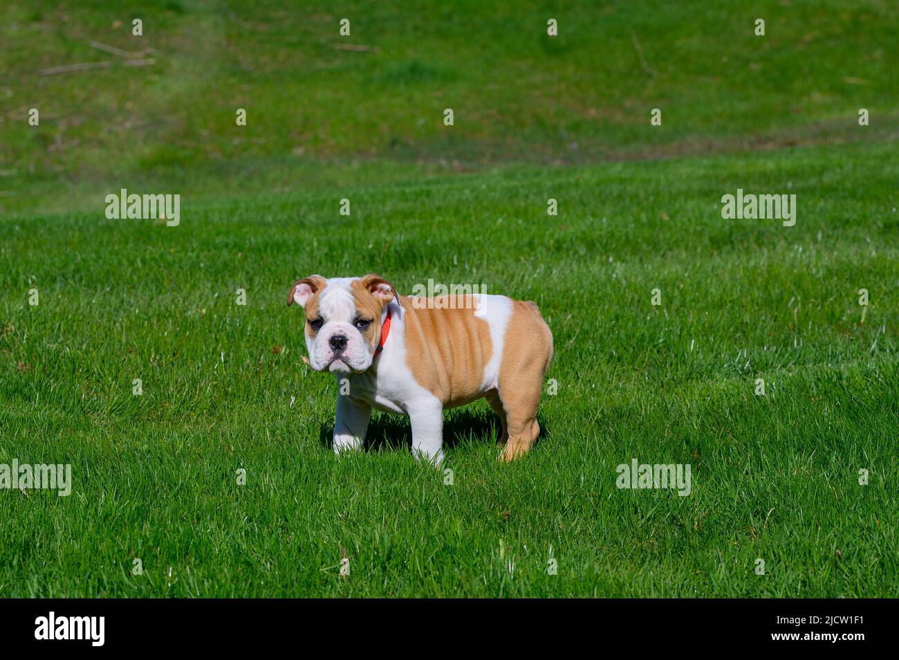 Bulldog Puppy Standing in Grass Stock Photo - Alamy