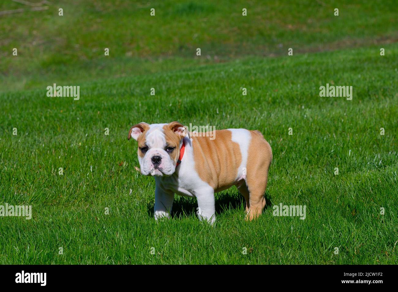 Bulldog Puppy Standing in Grass Stock Photo - Alamy