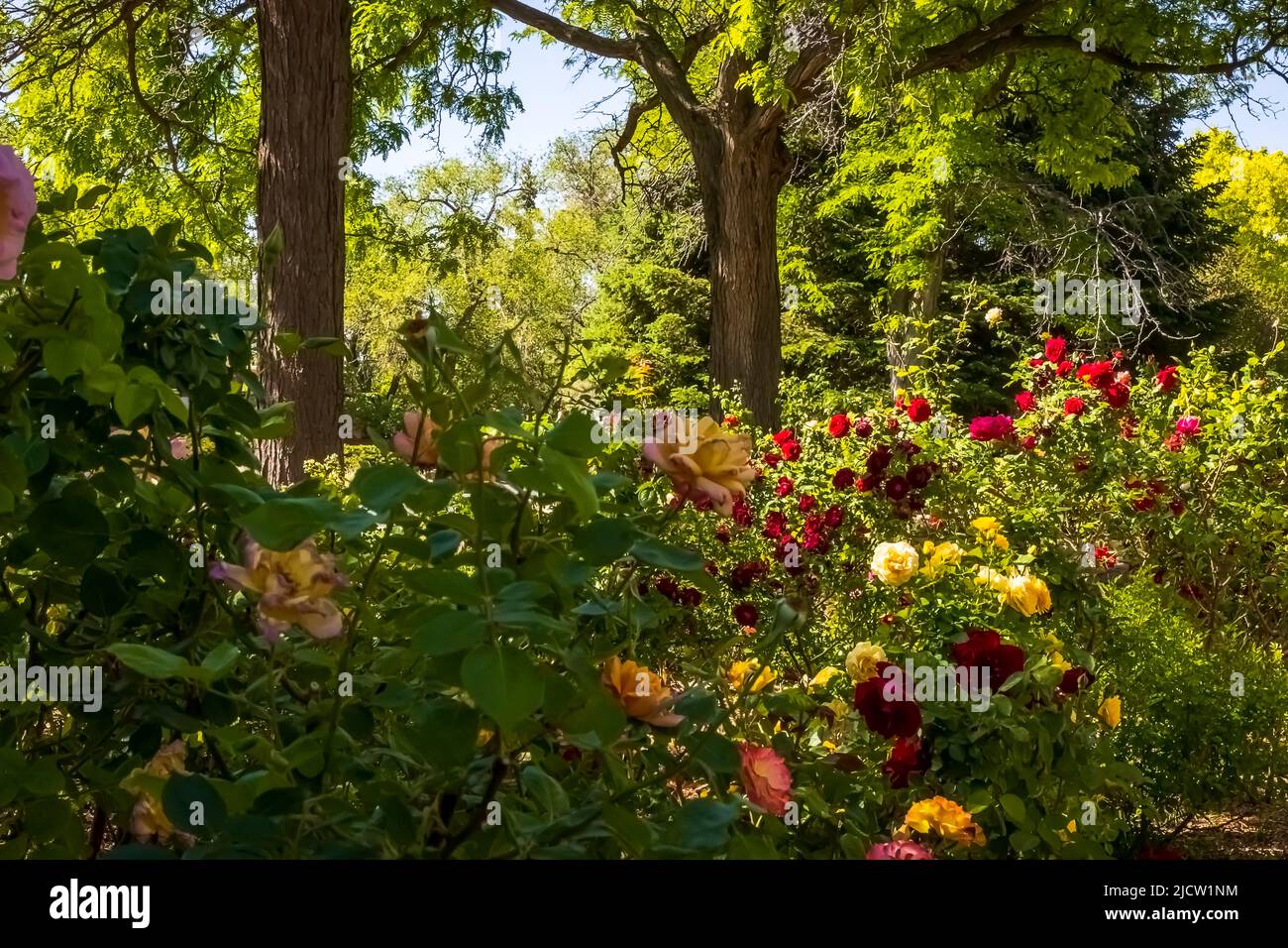 The rose park. It looks like a scene from "The Wizard of Oz Stock Photo