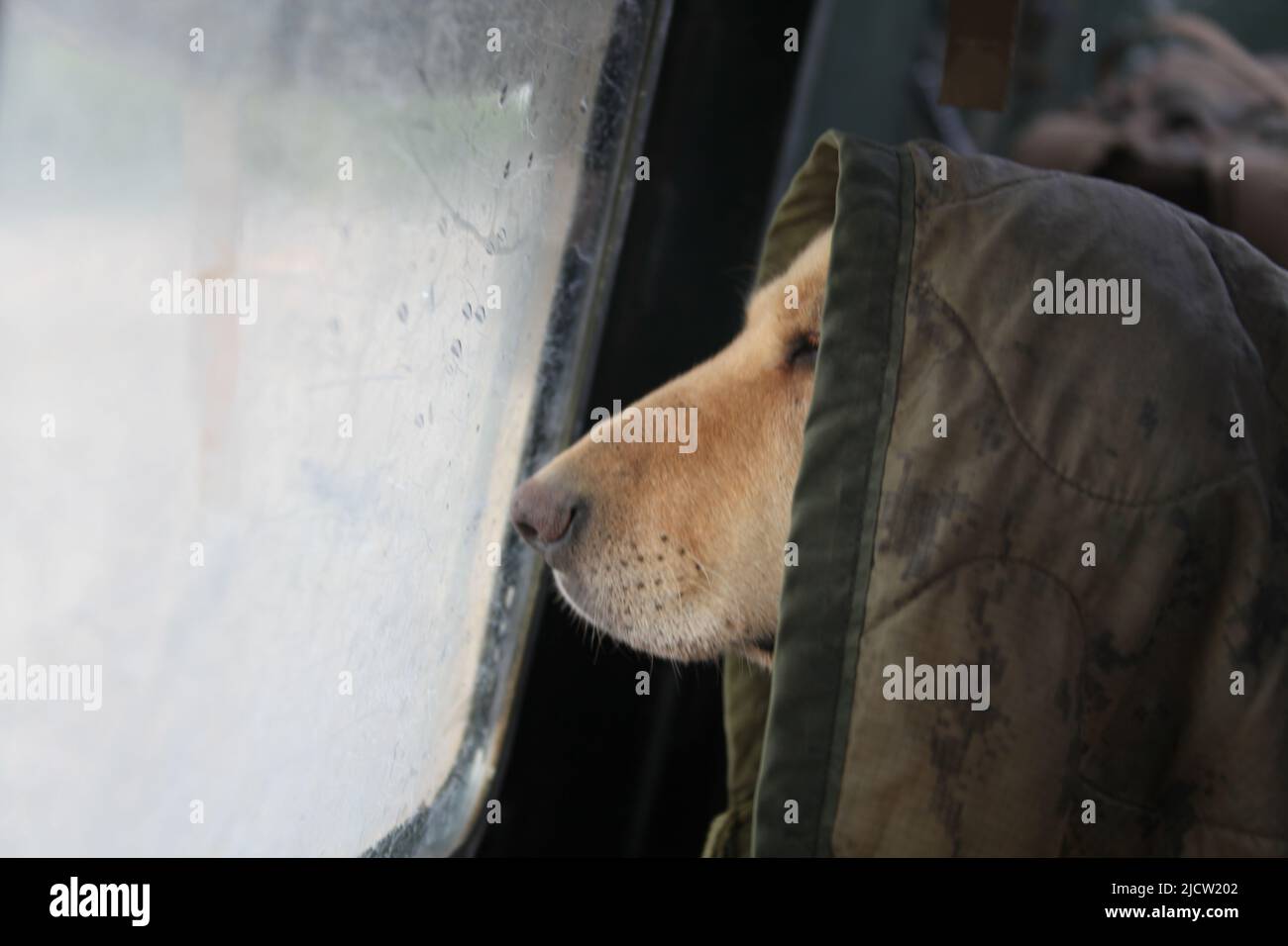 US Marine Corps bomb sniffing dog looks out the window of an armored 7 ton troop transport truck while deployed to Kajaki, Helmond Province, Afghanist Stock Photo