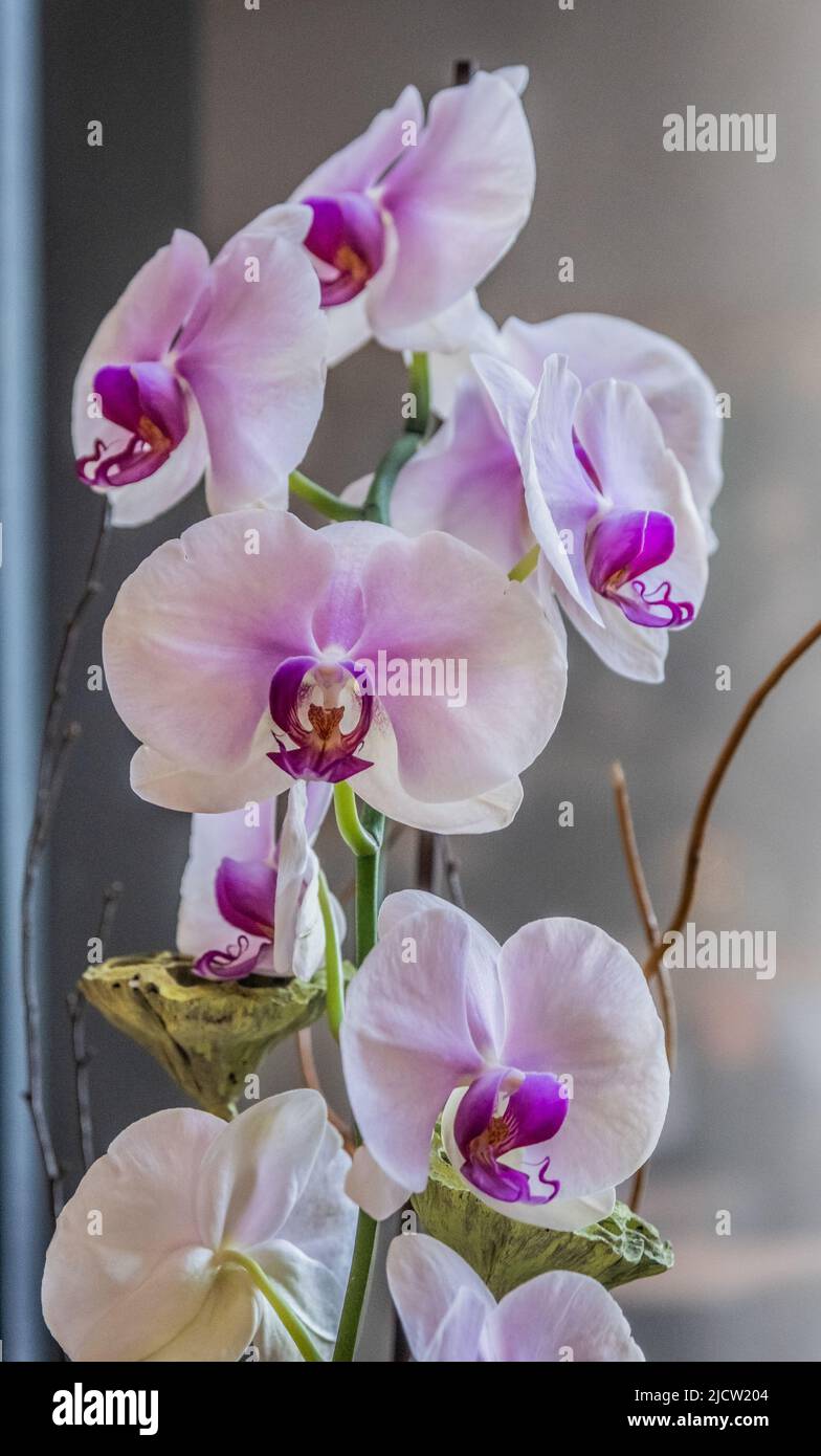 Beautiful purple orchids on hi-res stock photography and images - Alamy