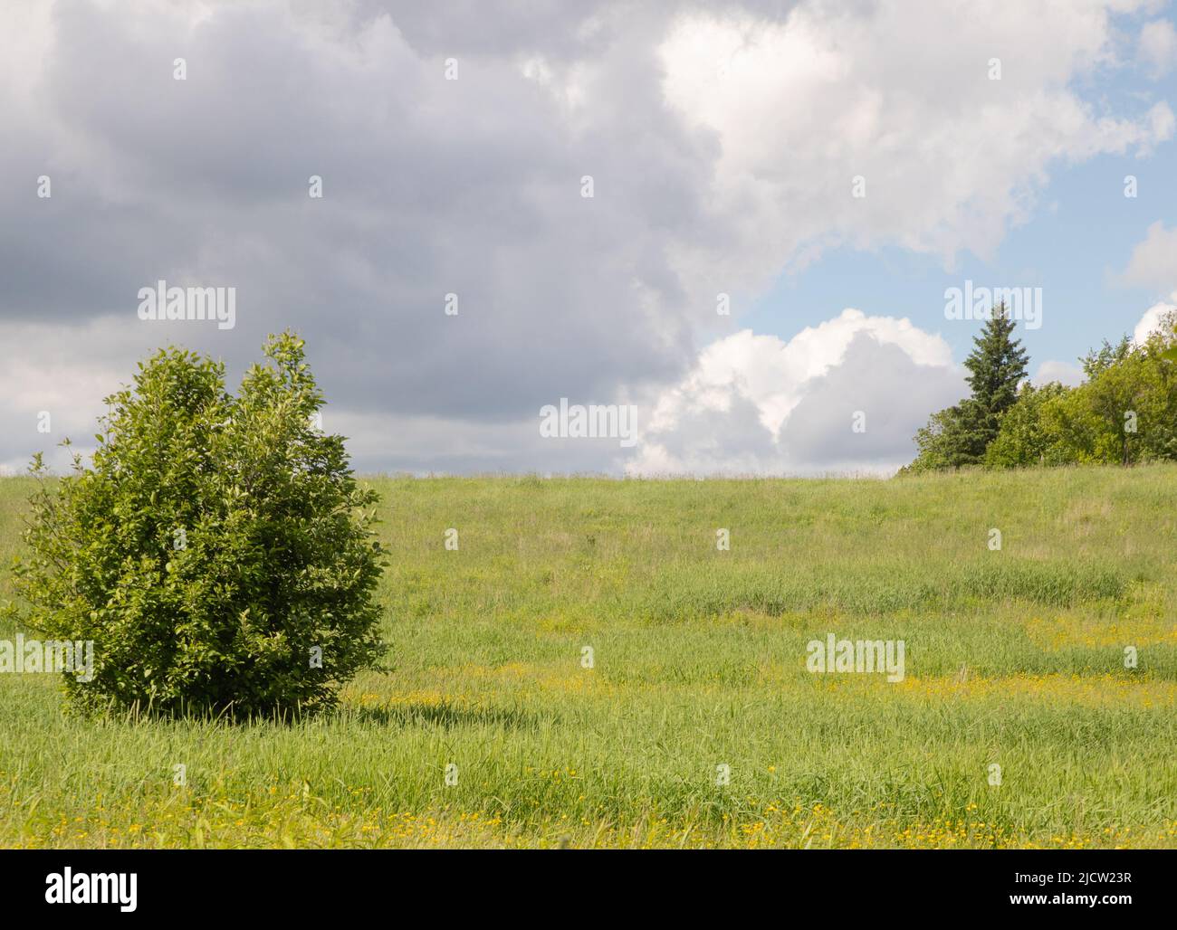 Yellow Buttercup wildflowers in bloom in the green fields of Muskoka in