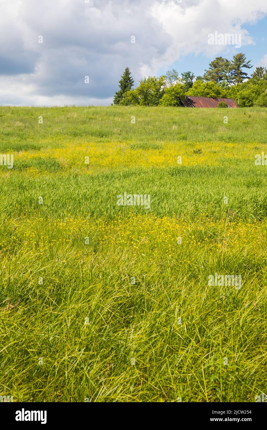Yellow Buttercup wildflowers in bloom in the green fields of Muskoka in