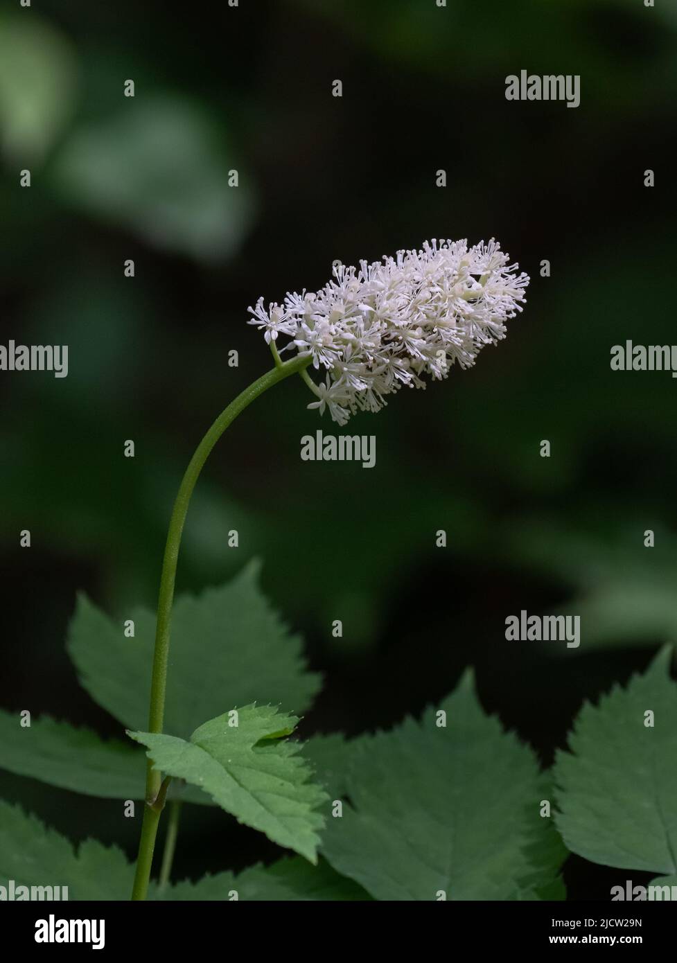 A closeup of the white flower of a Baneberry plant in a forest in late spring in Arrowhead Park,Ontario Stock Photo