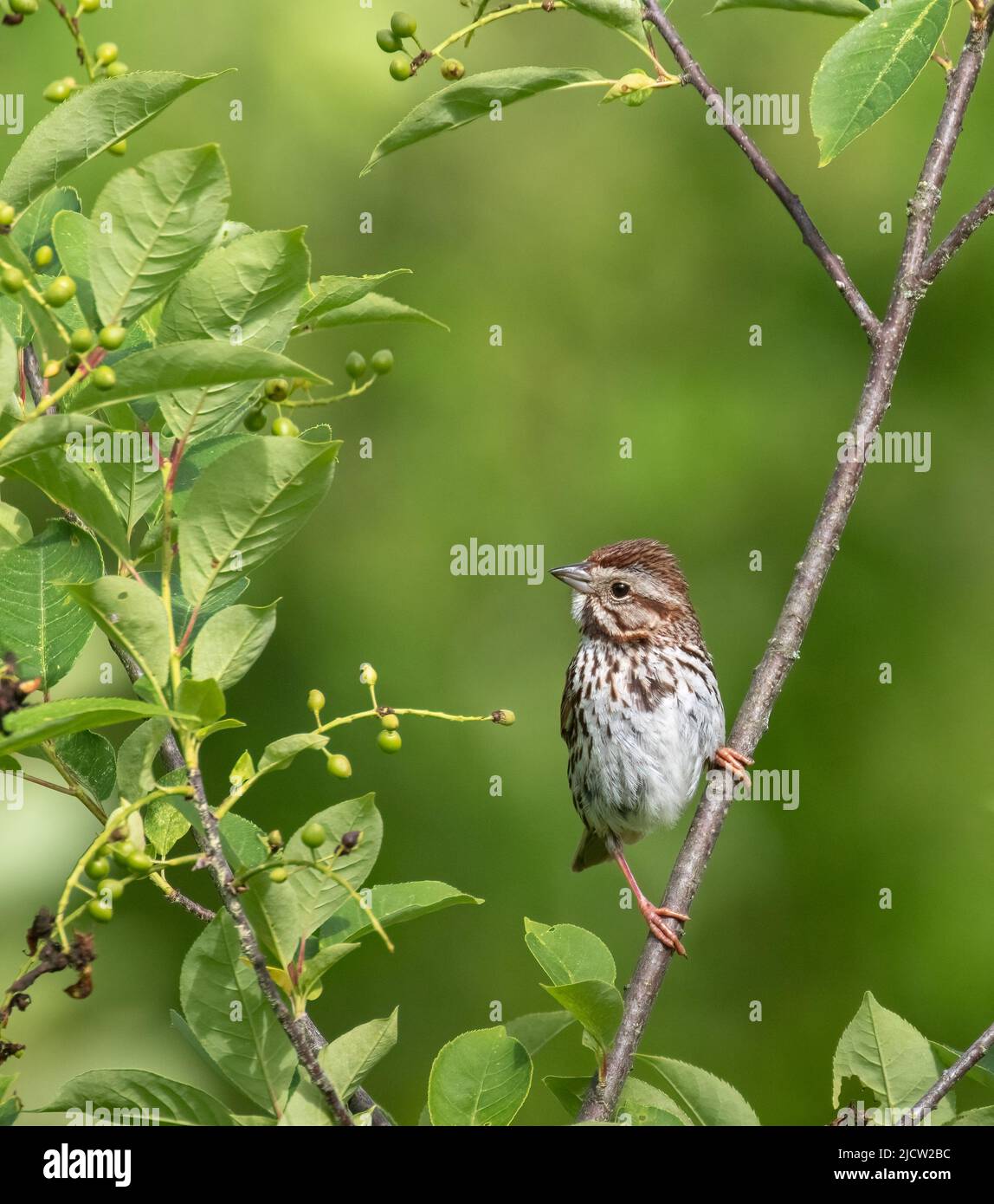 A little Song Sparrow (Melospiza meloodia) posing on a green leafy shrub in spring Stock Photo