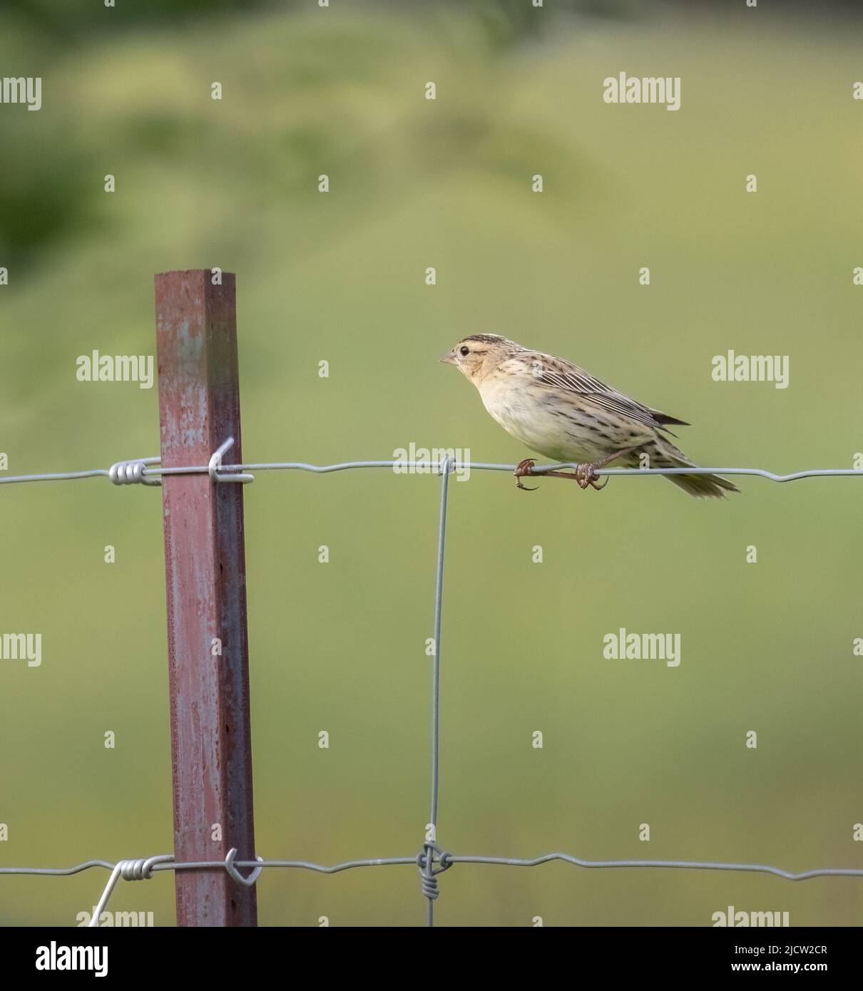 A female Bobolink up close on a wire fence with green background Stock Photo