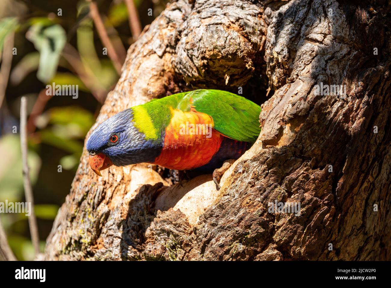 Australian Rainbow Lorikeet at nest entrance Stock Photo